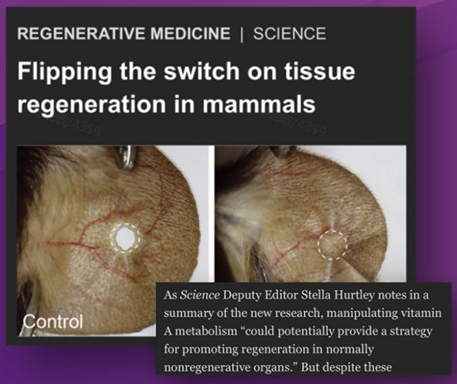could potentially provide a strategy for promoting regeneration in normally nonregenerative organs